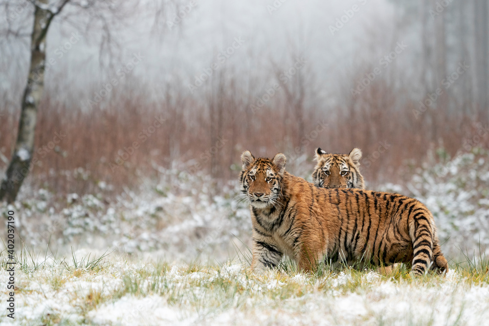 Obraz premium young siberian/bengal tiger, captive