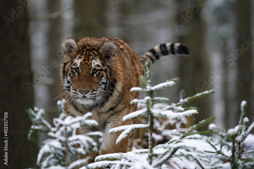 young siberian/bengal tiger, captive