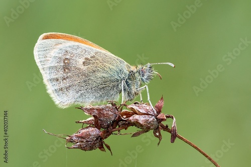 Small Heath butterfly female sitting on a dry meadow flower at dusk. Side view, closeup. Blurred light green background. Genus species Coenonympha pamphilus.