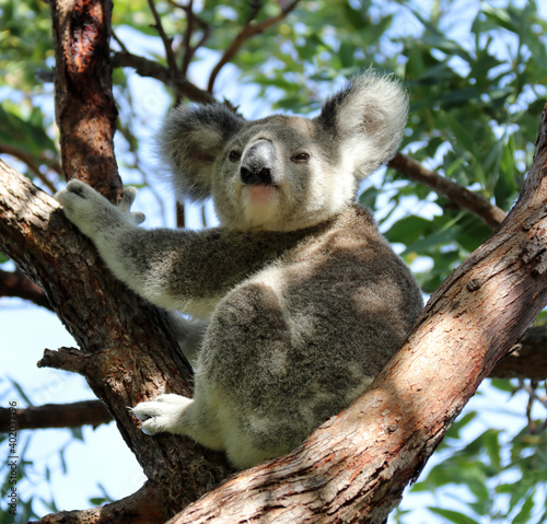 Canvas Print Koala - Koala bear