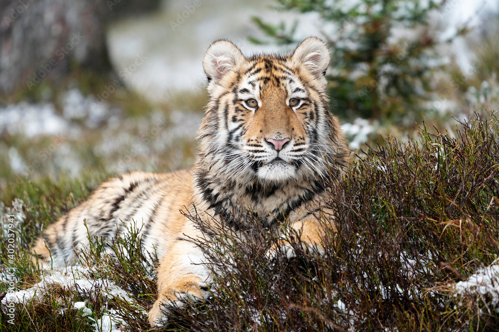 Obraz premium young siberian/bengal tiger, captive