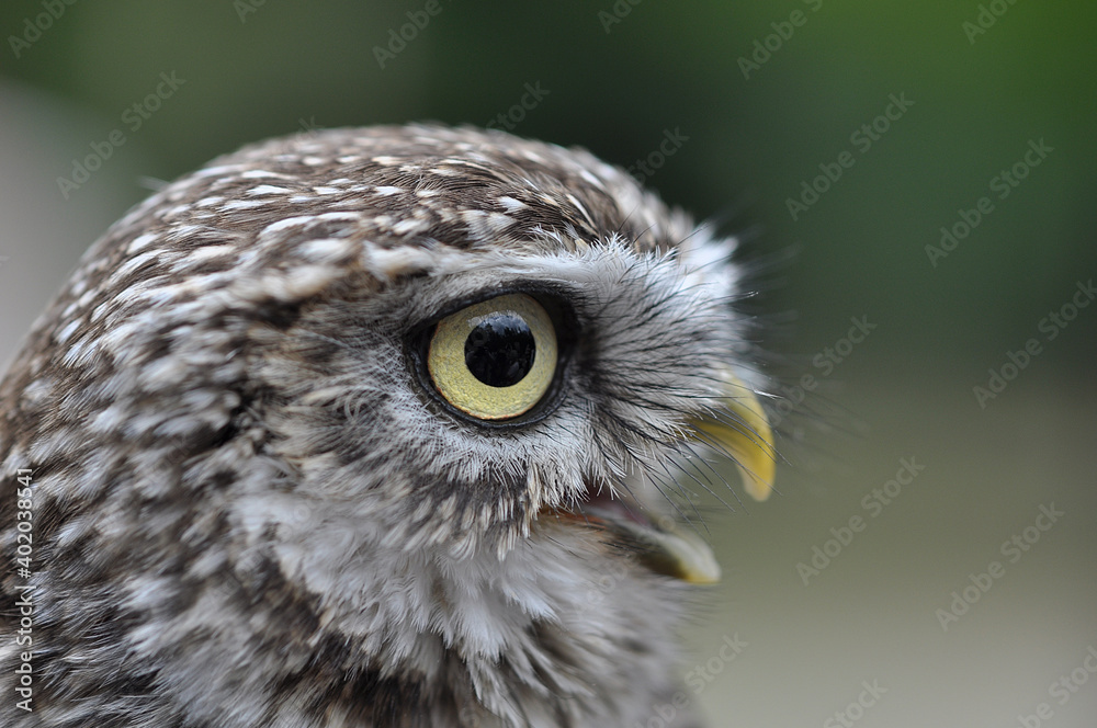 Obraz premium Greifvogel,Eule, Kauz, Falke 