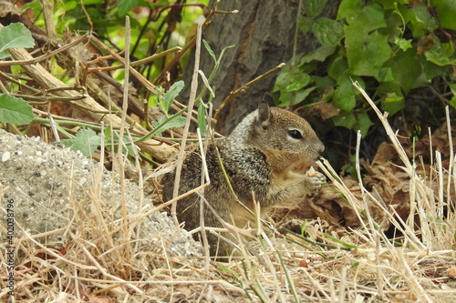Ground squirrel in search of food, along the banks of Gaviota Creek, in Santa Barbara County, California.
