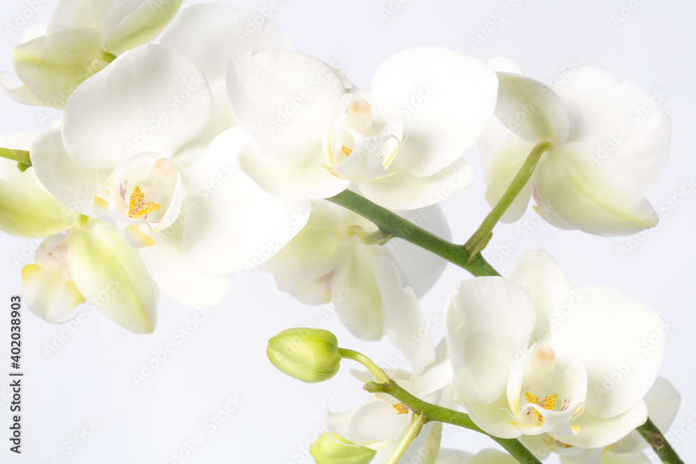 Fototapeta premium White orchid branch ,Phalaenopsis, on a white background with copy space in the left bottom corner