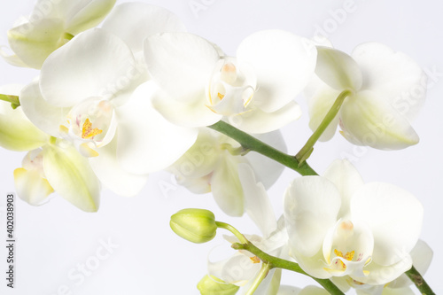 White orchid branch  Phalaenopsis  on a white background with copy space in the left bottom corner