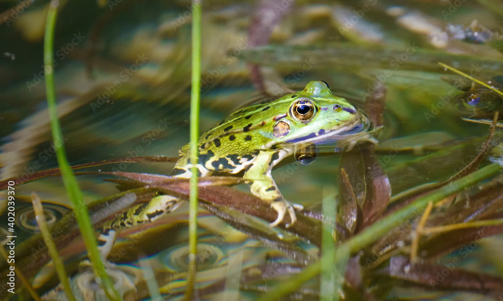 Sei ein Frosch Sei ein Frosch
