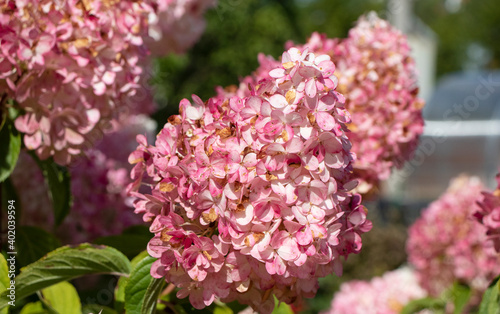 white and pink hydrangea flowers in the garden