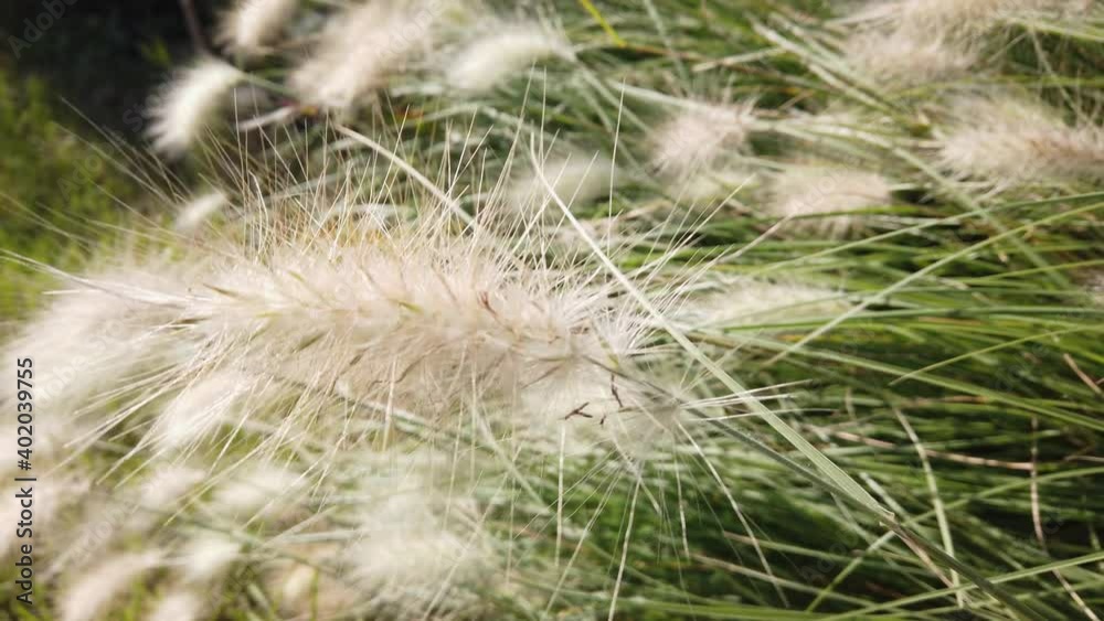 Sunny day, sunshine. Plants with long, pointed leaves, fluffy white spikelets. Sunny day, sunshine. Plants with long, pointed leaves, fluffy white spikelets.