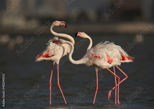 Greater Flamingos territory quarreling while feeding at Eker creek, Bahrain