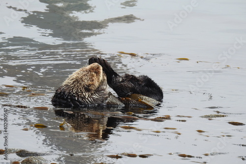 Sea otters enjoying a day rolling around in the kelpy waters of Morro Bay, California.