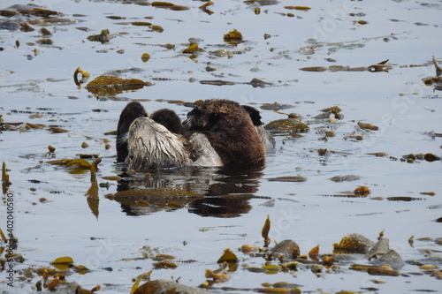 A young sea otter snuggling up with mama, while resting in a kelp bed in the pacific ocean, Morro Bay, California.  photo