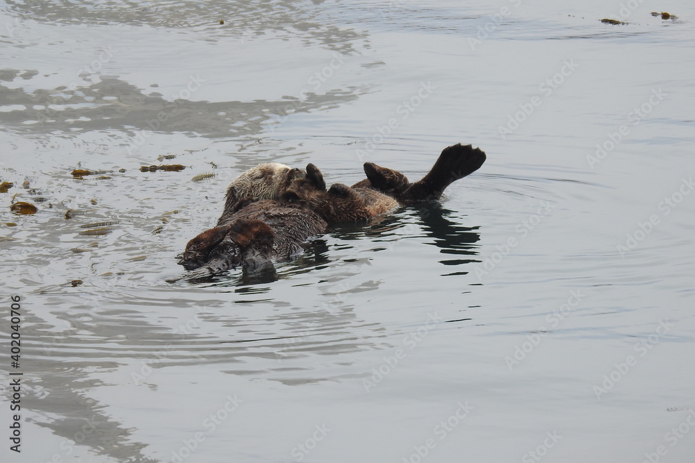 Obraz premium A young sea otter snuggling up with mama, while resting in a kelp bed in the pacific ocean, Morro Bay, California. 