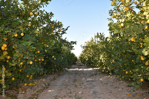 Obraz na płótnie HUERTO DE LIMONEROS, LLENOS DE LIMONES
