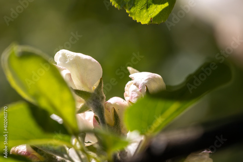 Apple blossom branch of flowers cherry. White flower buds on a tree. Beautiful atmospheric abstract postcard with copy space.  Concept of early spring, bright happy day