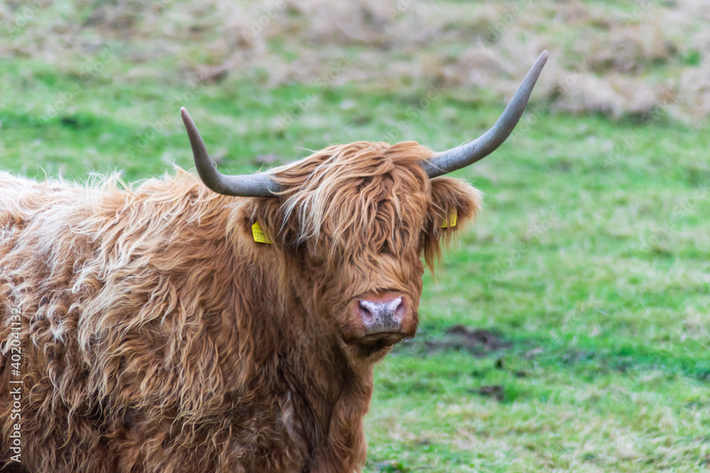 scottish highland cow scottish highland cow
