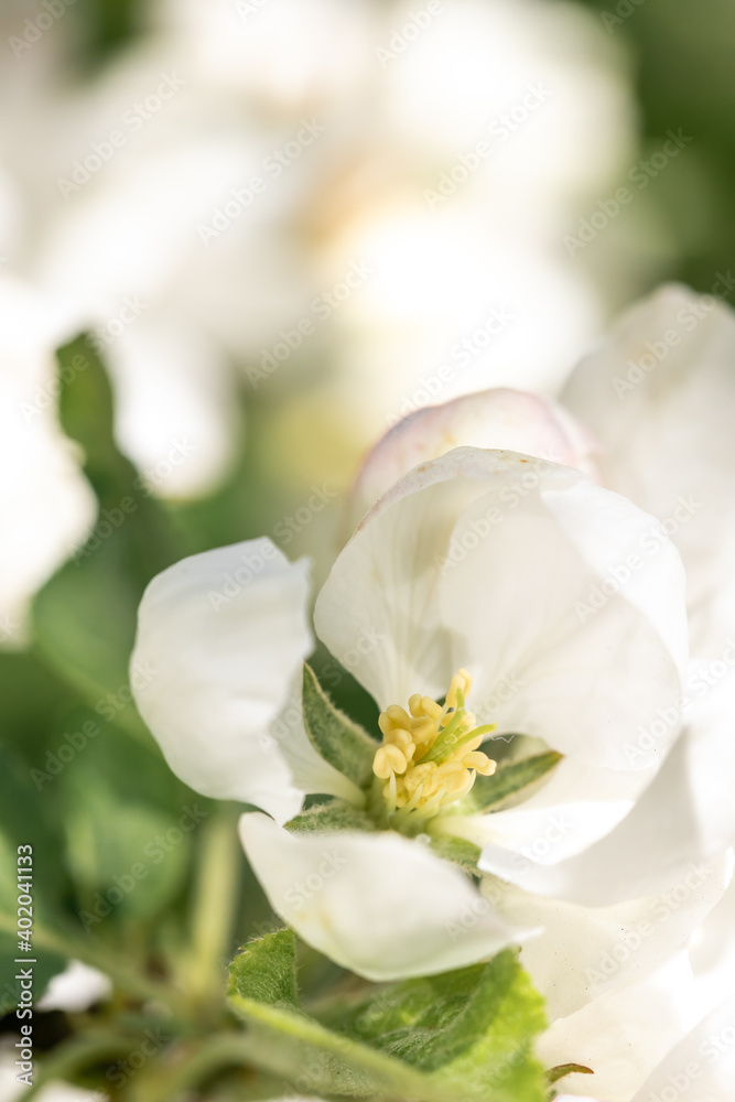 Apple blossom branch of flowers cherry. White flower buds on a tree. Beautiful atmospheric abstract postcard with copy space. Concept of early spring, bright happy day Apple blossom branch of flowers cherry. White flower buds on a tree. Beautiful atmospheric abstract postcard with copy space. Concept of early spring, bright happy day