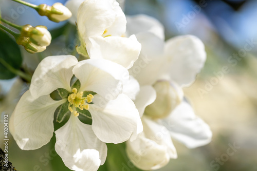 Apple blossom branch of flowers cherry. White flower buds on a tree. Beautiful atmospheric abstract postcard with copy space. Concept of early spring, bright happy day