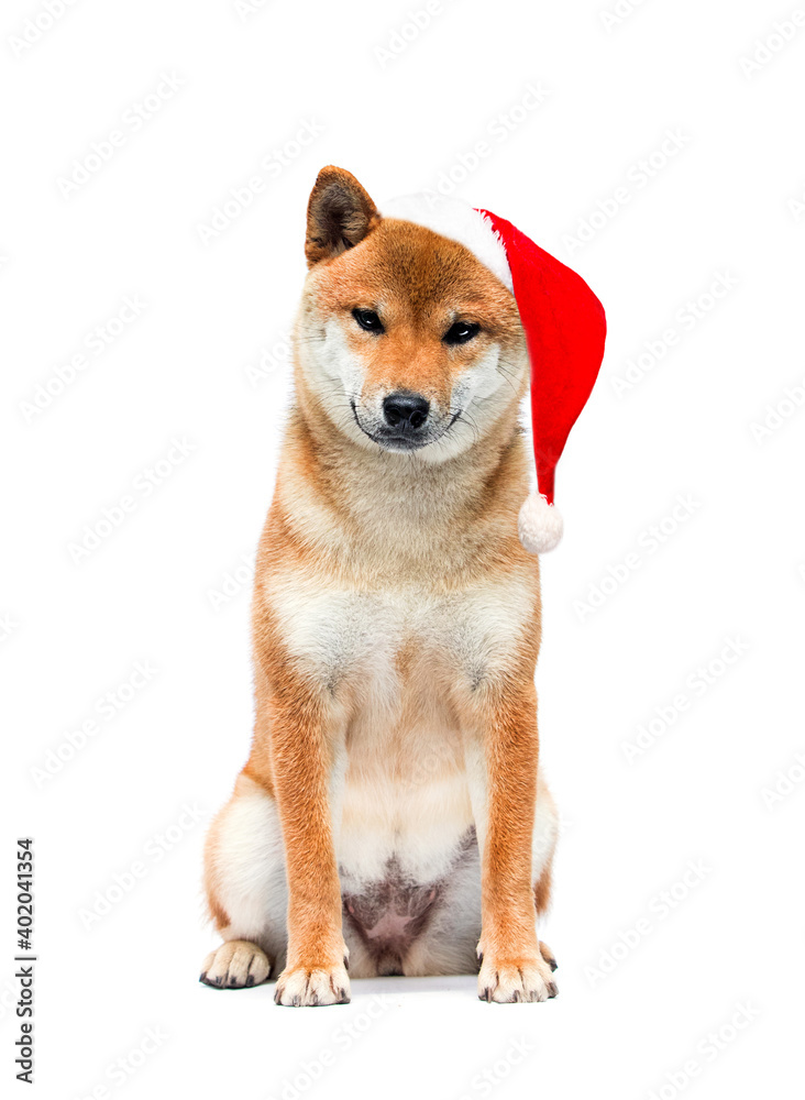 shiba inu dog and christmas hat