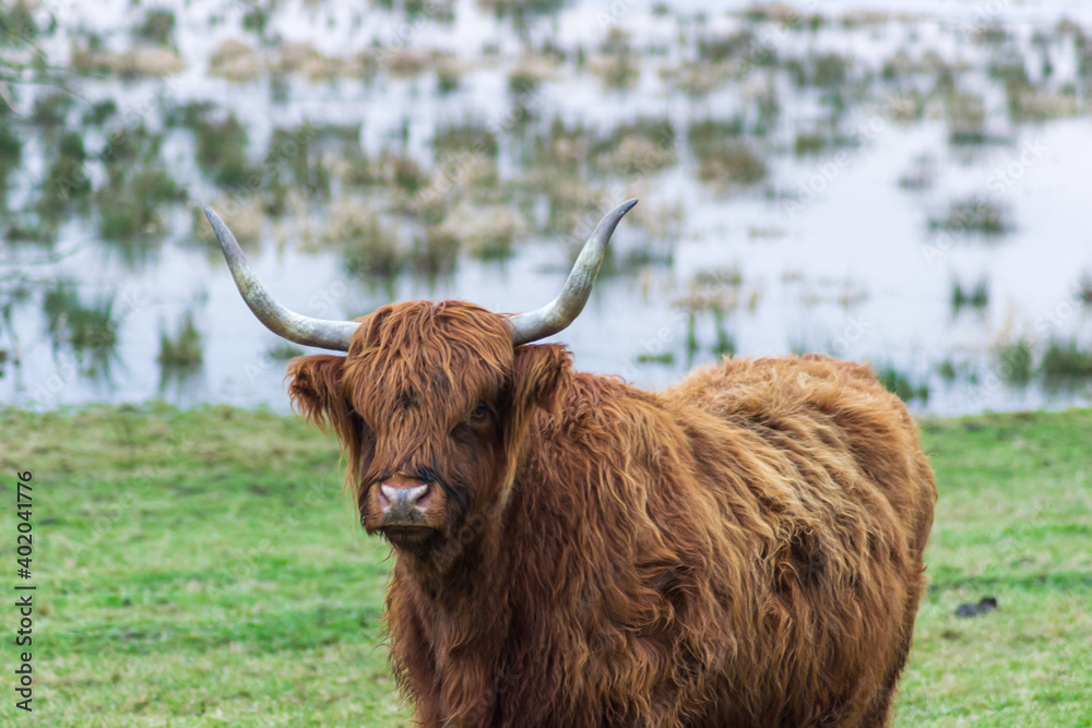 scottish highland cow scottish highland cow