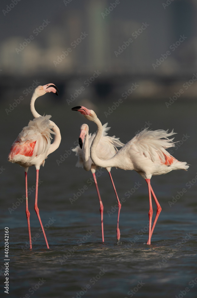 Greater Flamingos dispute while feeding at Eker creek, Bahrain Greater Flamingos dispute while feeding at Eker creek, Bahrain