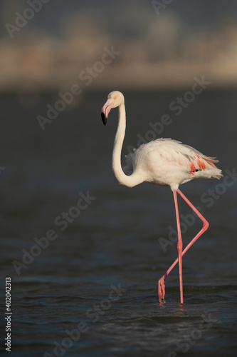 Portrait of Greater Flamingo at Eker creek in the morning, Bahrain