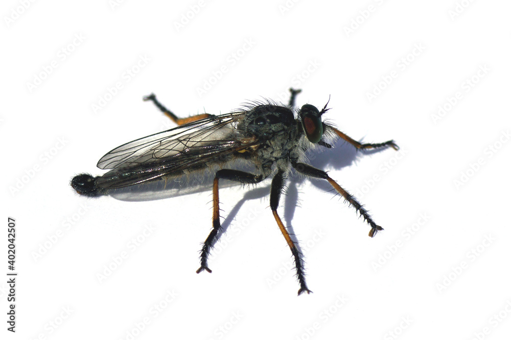 Male Common Awl Robberfly (Neoitamus cyanurus), a species of stiletto flies belonging to the family Asilidae. A white background. Netherlands, summer, June Male Common Awl Robberfly (Neoitamus cyanurus), a species of stiletto flies belonging to the family Asilidae. A white background. Netherlands, summer, June