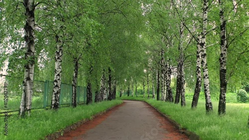 Green alley with big trees. Wonderful summer day. photo