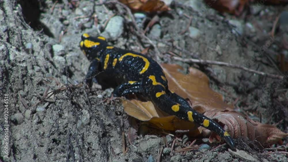 Yellow spotted salamander in the tries to hide in wild forest, among the branches Yellow spotted salamander in the tries to hide in wild forest, among the branches