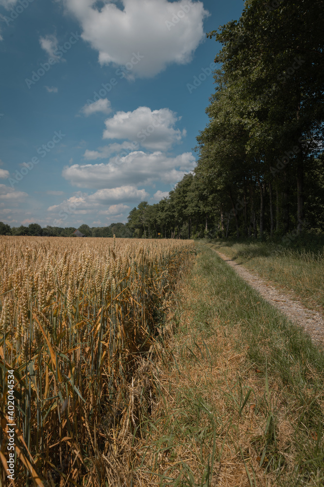 Fototapeta premium Weizen Feld
