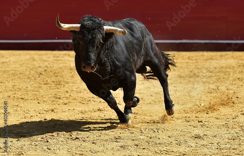 fighting bull with big horns on spain