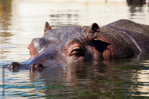 Hippopotamus head in surface level water