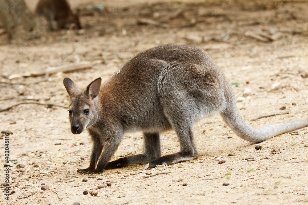 portrait of a wallaby macropus portrait of a wallaby macropus