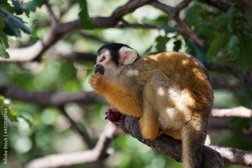 Squirrel monkey Saimiri in a tree Squirrel monkey Saimiri in a tree