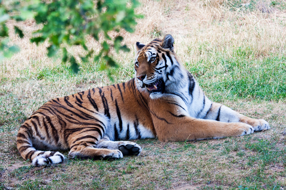 Fototapeta premium lying sumatra tiger Panthera tigris sumatrae