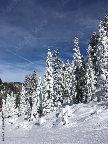 Vertical view of snow covered trees on a bright sunny winter day
