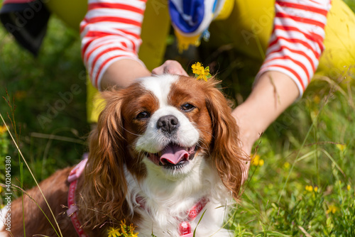 Valokuva Close-up portrait of beautiful dog Cavalier King Charles Spaniel Blenheim