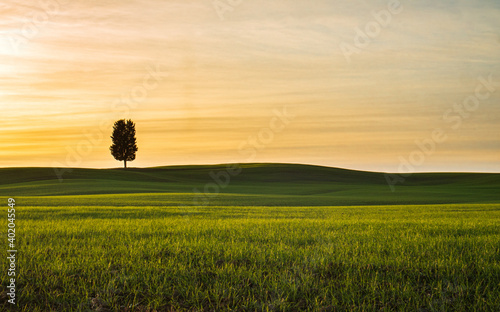Panorama di colline verdi e di una maestosa quercia durante un tramonto nella campagna toscana.
