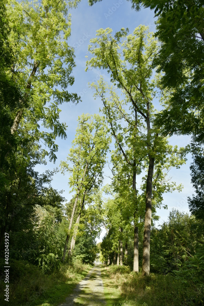 Fototapeta premium Chemin entre les arbres majestueux au Vrijbroekpark Domein à Malines