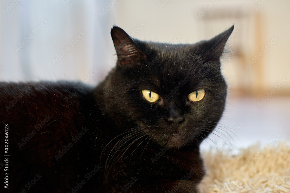 black cat lying indoors