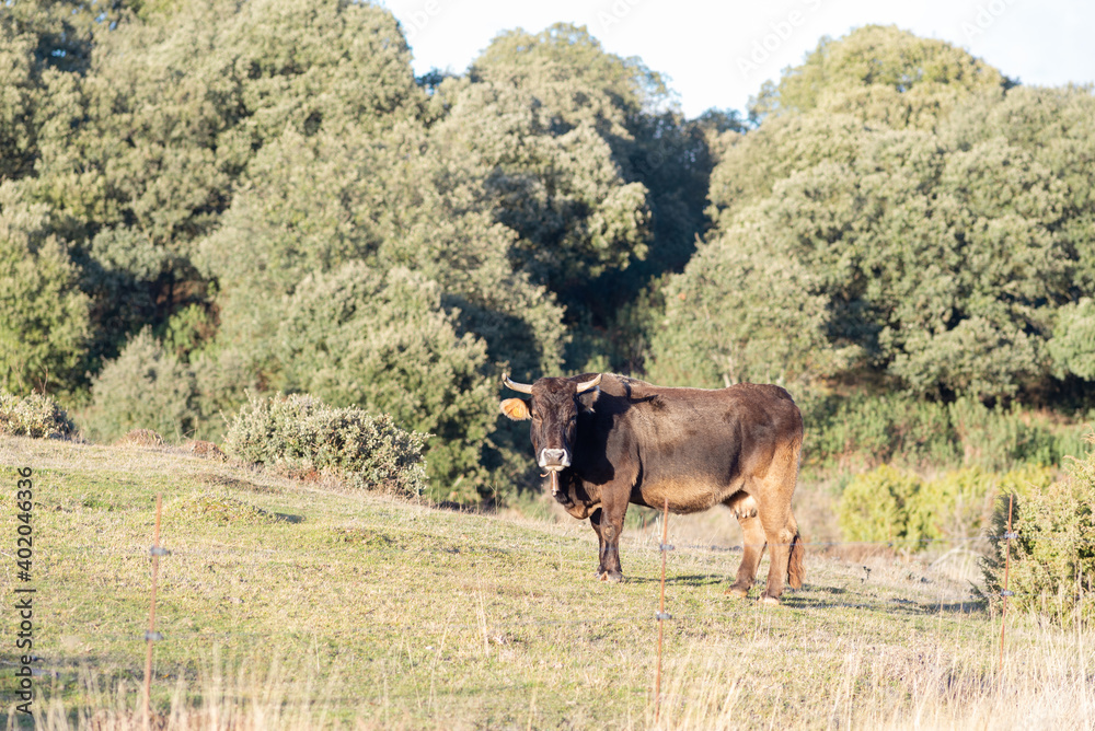 Vaca marrón en un prado frente a un encinar en un pueblo burgalés. Tomada en Quintanalara, Burgos, en diciembre de 2020.