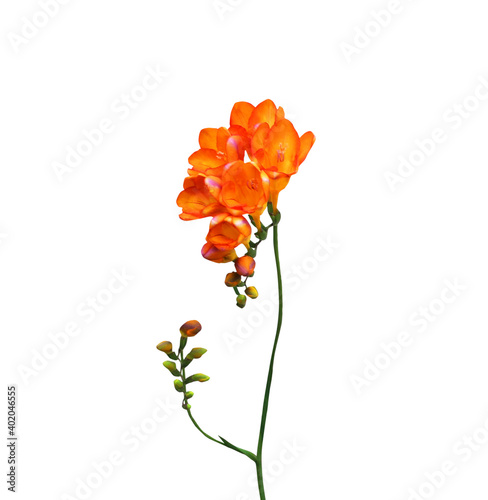 flower isolated on white background photo