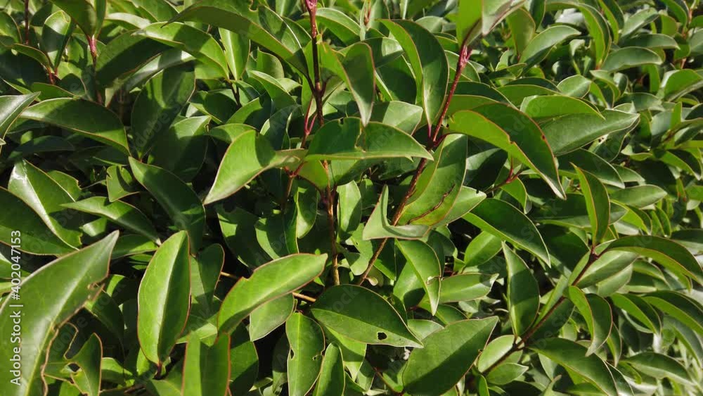 Sunny day. Close-up. Bright juicy fresh green leaves on bush branch. Sunny day. Close-up. Bright juicy fresh green leaves on bush branch.