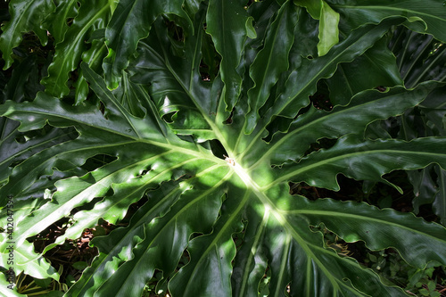 Fresh green hilodendron pinnatum leaves pattern background photo