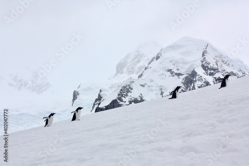 Line of Penguins Waddle Across Glacier