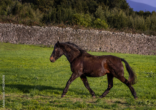 Brown Lusitano horse, running free outdoors, green grass.
