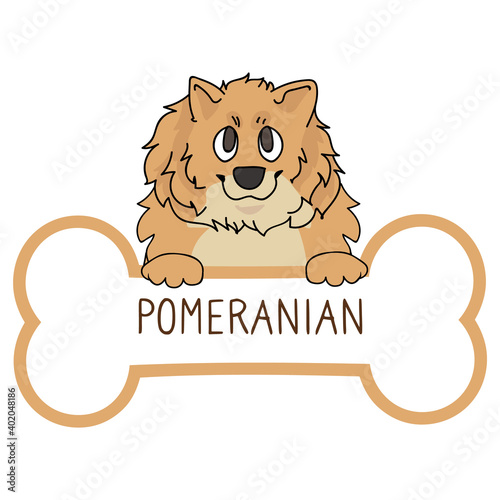Cute cartoon Pomeranian on collar dog tag vector clipart. Purebred doggy identification medal for pet id. Domestic dog for pet pooch. 