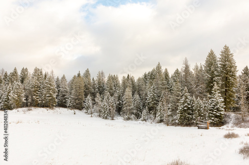 Winter landscape of evergreen trees beside a field after a fresh snowfall