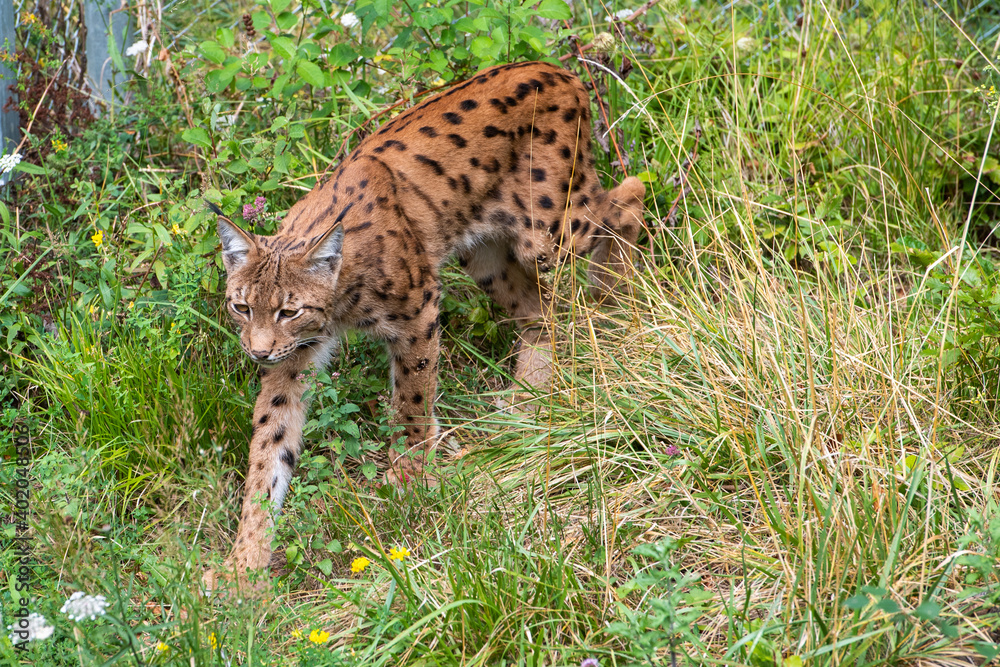 Naklejka premium Lynx en captivité