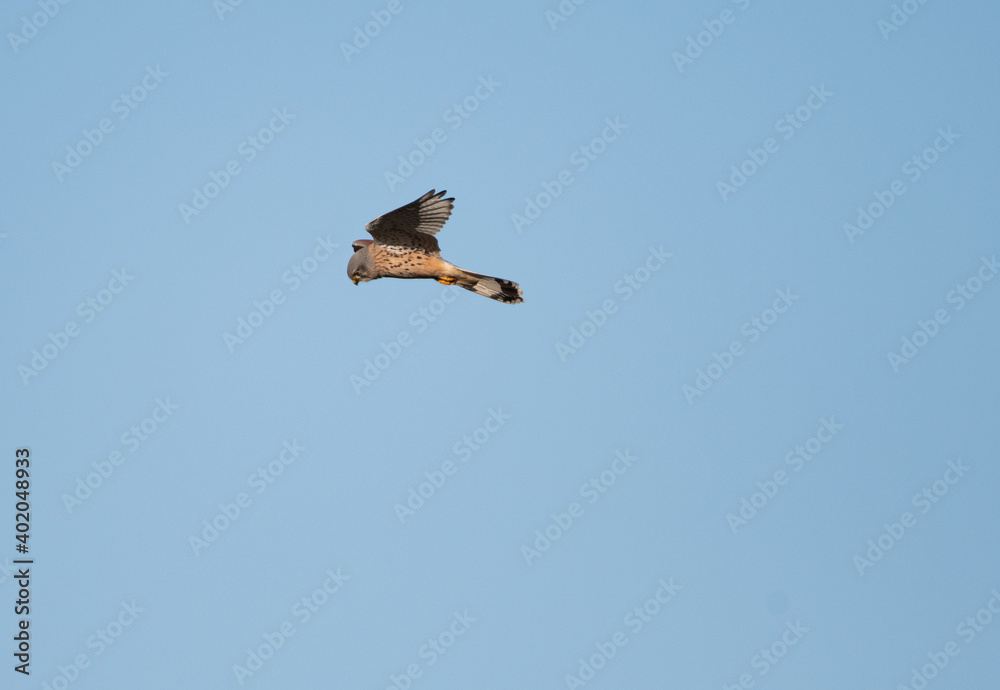 Hovering male kestrel with a blue sky background, the bird is hunting for prey. Hovering male kestrel with a blue sky background, the bird is hunting for prey.