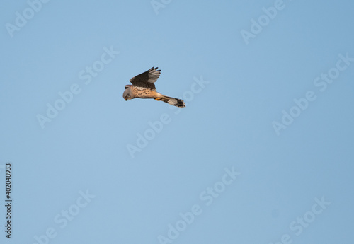 Hovering male kestrel with a blue sky background  the bird is hunting for prey.